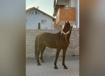 Deutscher Traber, Wallach, 8 Jahre, 160 cm, Dunkelbrauner
