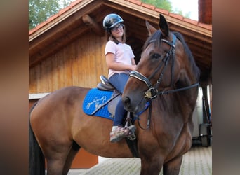 Deutscher Traber, Wallach, 8 Jahre, 163 cm, Brauner