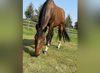 Deutscher Traber Mix, Wallach, 8 Jahre, 164 cm, Brauner