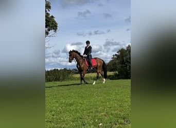 Deutscher Traber, Wallach, 8 Jahre, 165 cm, Hellbrauner