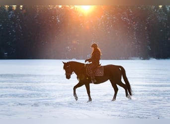 Deutscher Traber Mix, Wallach, 9 Jahre, 150 cm, Rappe