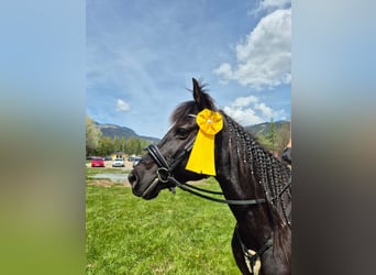 Deutscher Traber Mix, Wallach, 9 Jahre, 155 cm, Rappe