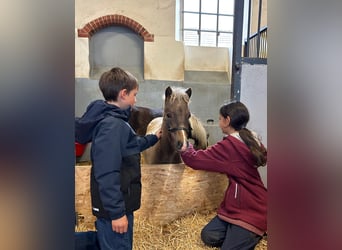 Deutsches Classic-Pony, Hengst, 1 Jahr, 112 cm, Brauner