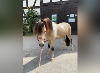 Deutsches Classic-Pony, Hengst, 2 Jahre, 105 cm, Buckskin