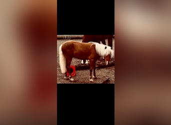 Deutsches Classic-Pony, Hengst, 2 Jahre, 105 cm