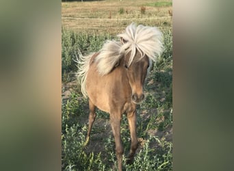 Deutsches Classic-Pony, Hengst, 2 Jahre, 105 cm, Falbe
