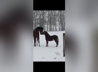 Deutsches Classic-Pony, Hengst, 2 Jahre, 109 cm