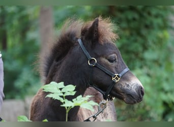 Deutsches Classic-Pony, Hengst, Fohlen (04/2023), 105 cm, Dunkelbrauner
