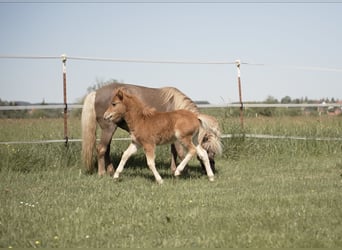 Deutsches Classic-Pony, Hengst, Fohlen (03/2026), 110 cm, Fuchs