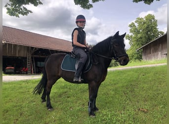 Deutsches Classic-Pony, Stute, 11 Jahre, 118 cm, Brauner