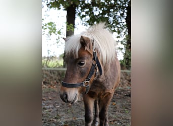 Deutsches Classic-Pony, Stute, 15 Jahre, Dunkelfuchs