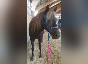 Deutsches Classic-Pony, Stute, 16 Jahre, 112 cm, Dunkelfuchs