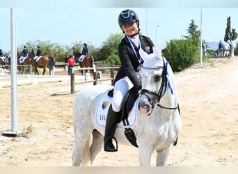 Deutsches Classic-Pony, Stute, 17 Jahre, Apfelschimmel