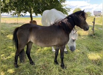 Deutsches Classic-Pony, Stute, 2 Jahre, 104 cm, Brauner
