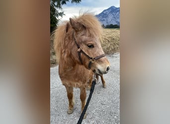 Deutsches Classic-Pony Mix, Stute, 2 Jahre, 96 cm, Fuchs