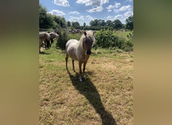 Deutsches Classic-Pony, Stute, 3 Jahre, 113 cm