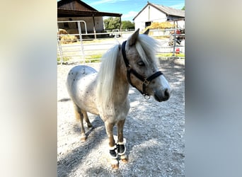 Deutsches Classic-Pony, Stute, 4 Jahre, 105 cm, Tigerschecke