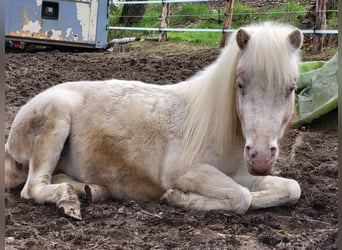 Deutsches Classic-Pony, Stute, 5 Jahre, 105 cm, Schimmel