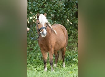 Deutsches Classic-Pony, Stute, 6 Jahre, 107 cm, Fuchs