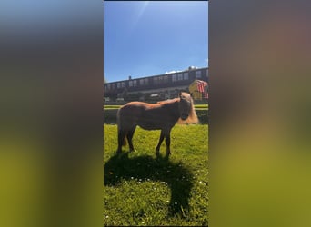 Deutsches Classic-Pony Mix, Stute, 8 Jahre, 110 cm, Fuchs