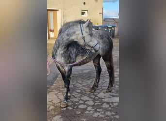 Deutsches Classic-Pony, Stute, 8 Jahre, 140 cm, Schimmel