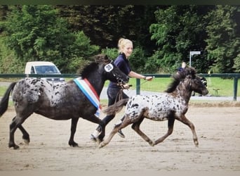 Deutsches Classic-Pony, Stute, Fohlen (05/2023)