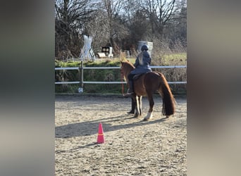 Deutsches Classic-Pony Mix, Wallach, 15 Jahre, 138 cm, Dunkelfuchs