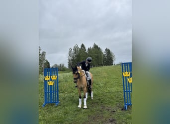 Deutsches Classic-Pony, Wallach, 15 Jahre, 148 cm, Buckskin