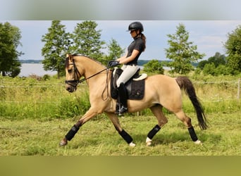 Deutsches Classic-Pony, Wallach, 15 Jahre, 148 cm, Buckskin