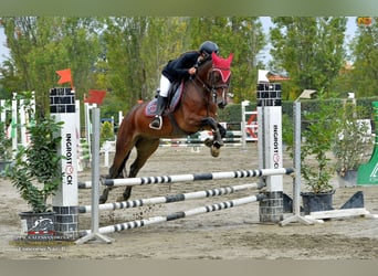 Deutsches Classic-Pony, Wallach, 17 Jahre, 148 cm, Brauner