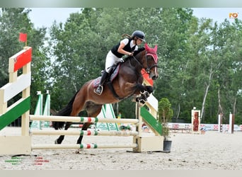 Deutsches Classic-Pony, Wallach, 17 Jahre, 148 cm, Brauner