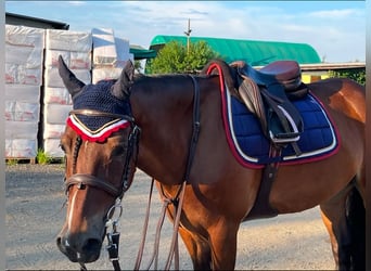 Deutsches Classic-Pony, Wallach, 17 Jahre, 148 cm, Brauner