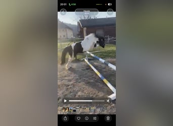 Deutsches Classic-Pony, Wallach, 22 Jahre, 126 cm, Tobiano-alle-Farben