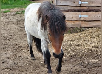 Deutsches Classic-Pony Mix, Wallach, 2 Jahre, 120 cm