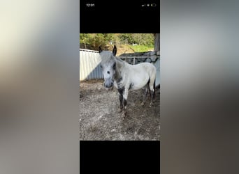 Deutsches Classic-Pony Mix, Wallach, 2 Jahre, 135 cm, Tigerschecke