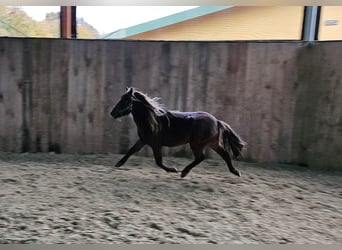 Deutsches Classic-Pony, Wallach, 3 Jahre, 106 cm, Dunkelfuchs