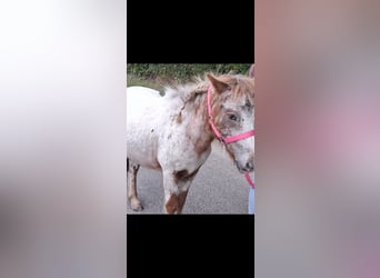 Deutsches Classic-Pony Mix, Wallach, 3 Jahre, 110 cm