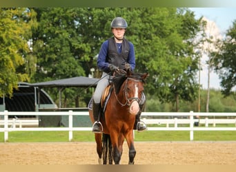 Deutsches Classic-Pony, Wallach, 4 Jahre, 135 cm, Brauner