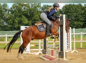 Deutsches Classic-Pony, Wallach, 4 Jahre, 135 cm, Brauner