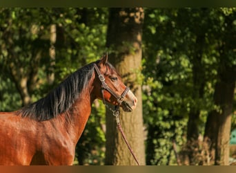 Deutsches Classic-Pony, Wallach, 4 Jahre, 135 cm, Brauner