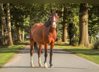 Deutsches Classic-Pony, Wallach, 4 Jahre, 135 cm, Brauner