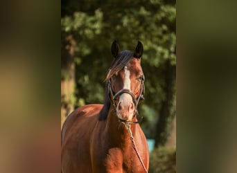 Deutsches Classic-Pony, Wallach, 4 Jahre, 135 cm, Brauner
