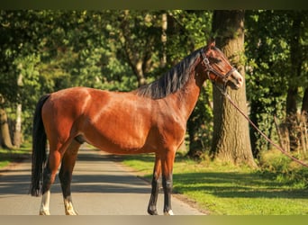 Deutsches Classic-Pony, Wallach, 4 Jahre, 135 cm, Brauner
