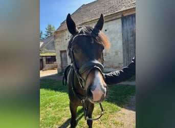 Deutsches Classic-Pony, Wallach, 5 Jahre, 146 cm, Brauner