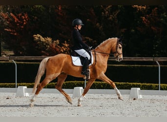 Deutsches Classic-Pony, Wallach, 5 Jahre, 155 cm, Palomino