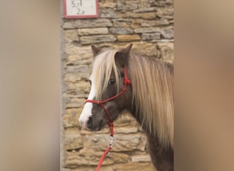 Deutsches Classic-Pony, Wallach, 6 Jahre, 115 cm, Dunkelfuchs