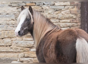 Deutsches Classic-Pony, Wallach, 7 Jahre, 115 cm, Dunkelfuchs