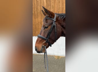 Deutsches Edelblut, Wallach, 5 Jahre, 156 cm