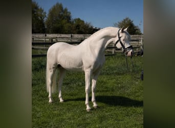 Deutsches Reitpferd, Hengst, 11 Jahre, 144 cm, Cremello