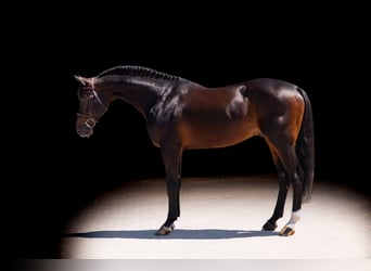 Deutsches Reitpferd, Hengst, 11 Jahre, 167 cm, Brauner